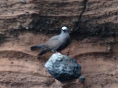 Anous stolidus galapagensis