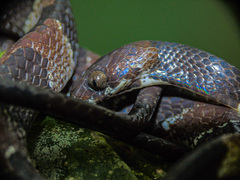 Hidden Snail-Eating Snake photo 3