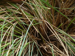Poa astonii