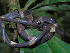 Hidden Snail-Eating Snake photo 2