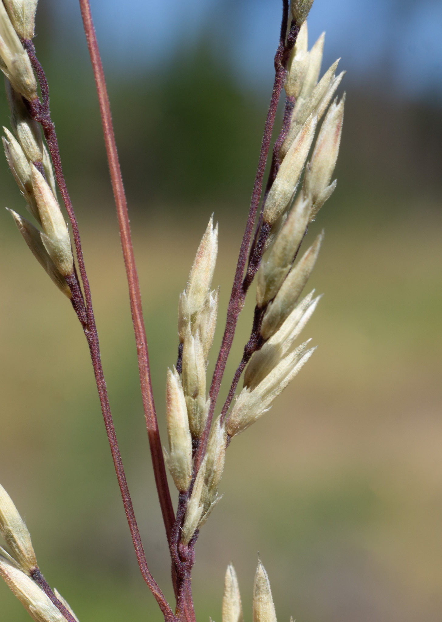 Muhlenbergia jonesii