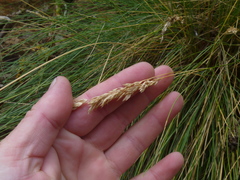Poa astonii