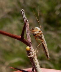 Chironomus crassicaudatus
