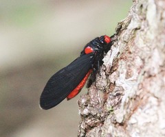 Huechys sanguinea