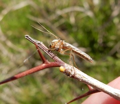 Chironomus crassicaudatus