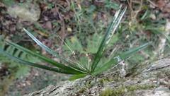 Angraecum pusillum
