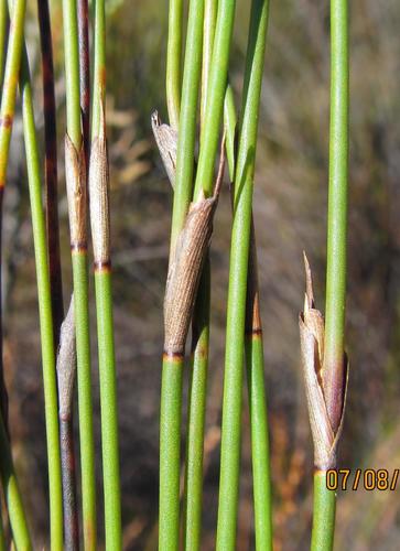 Restio debilis (Restio debilis)