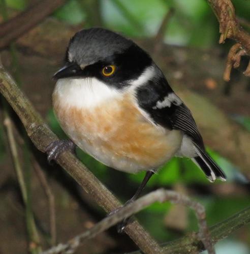 Subspecies Batis fratrum sheppardi · iNaturalist