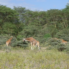 Giraffa camelopardalis rothschildi