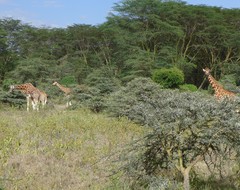 Giraffa camelopardalis rothschildi