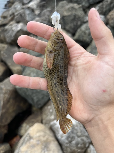 Rusty blenny (Parablennius sanguinolentus) — Blenniidae — 3