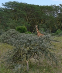 Giraffa camelopardalis rothschildi