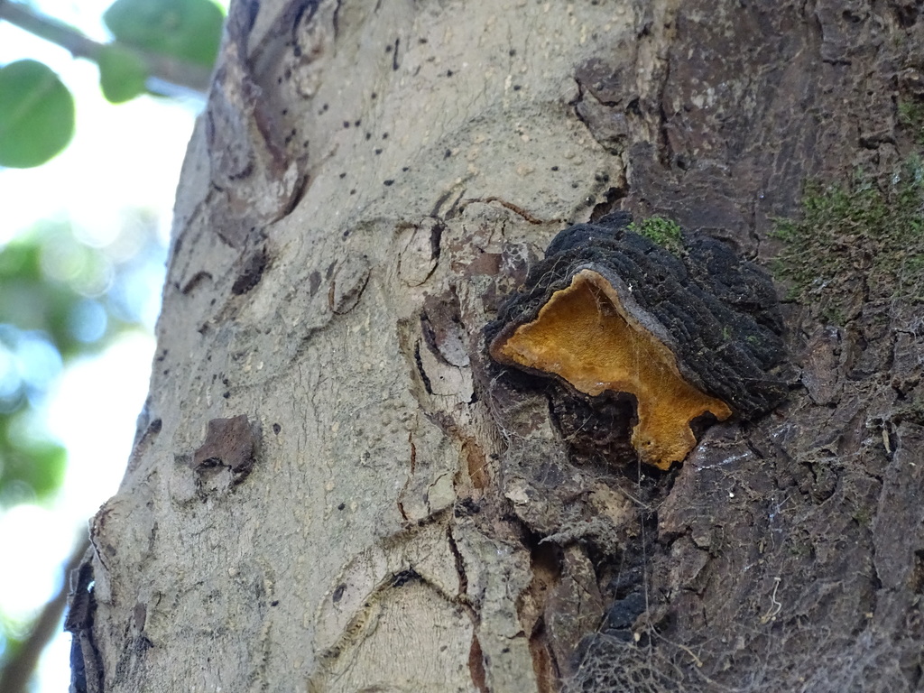 Phylloporia boldo · February 2019 · photo: © cristianriquelme (iNaturalist, cc-by)