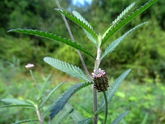 Lippia stoechadifolia