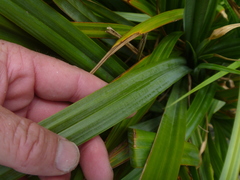Carex trifida