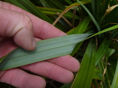 Carex trifida