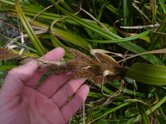 Carex trifida