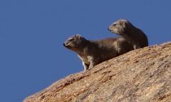Procavia capensis welwitschii