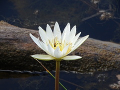 Nymphaea ampla