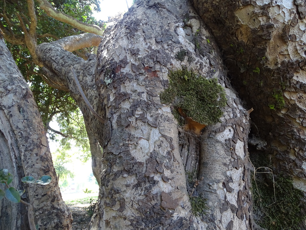 Phylloporia boldo · February 2019 · photo: © cristianriquelme (iNaturalist, cc-by)