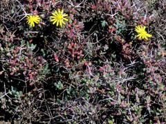 Senecio abbreviatus