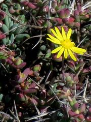 Senecio abbreviatus