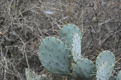 Opuntia cacanapa