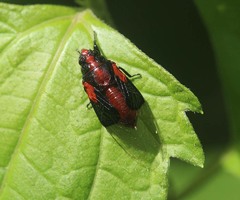 Mogannia saucia