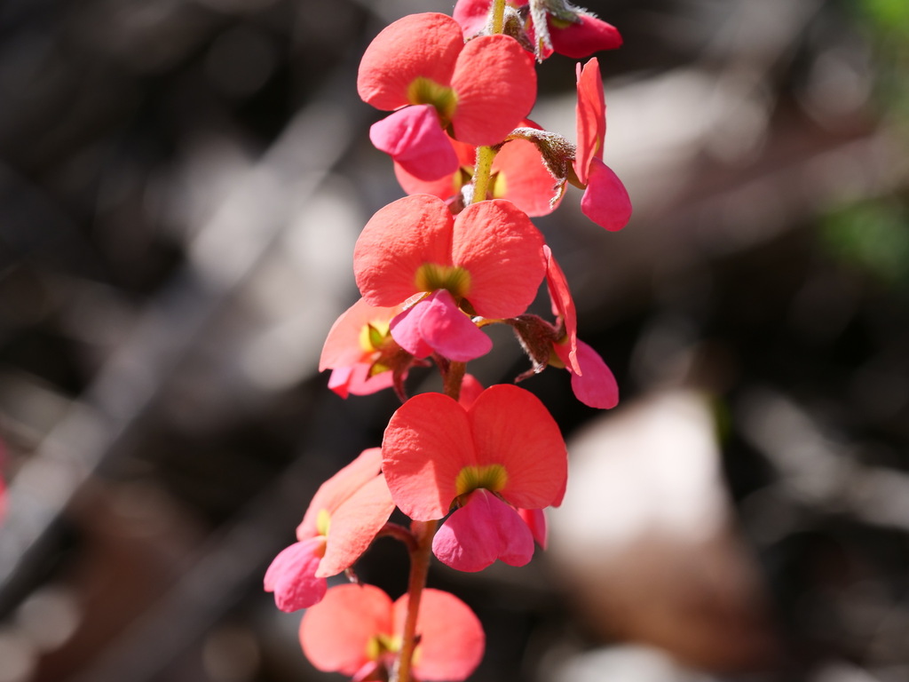 Chorizema reticulatum