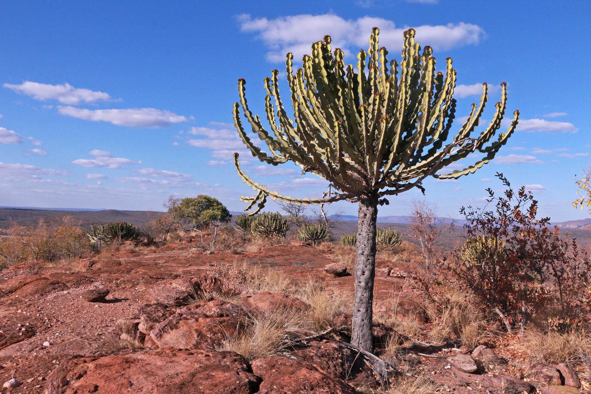 Euphorbia cooperi var. cooperi