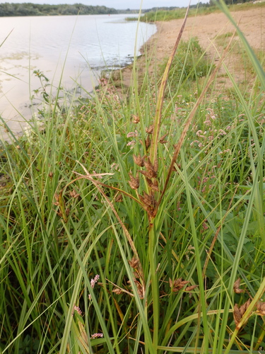 Image of Bolboschoenus laticarpus by no rights reserved