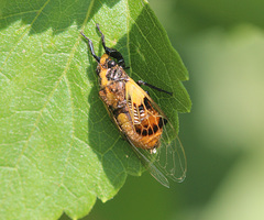 Mogannia saucia
