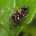 Tettigometrid Planthoppers - Photo (c) magdastlucia, some rights reserved (CC BY-NC), uploaded by magdastlucia
