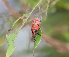 Mogannia saucia