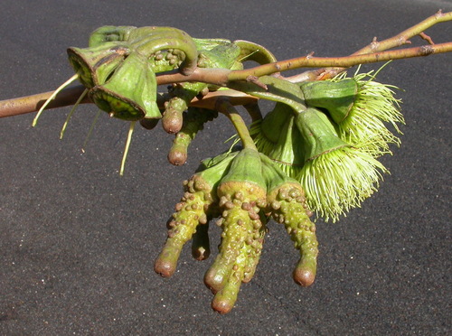 Eucalyptus megacornuta