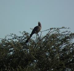 Corythaixoides concolor pallidiceps