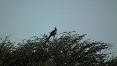 Corythaixoides concolor pallidiceps