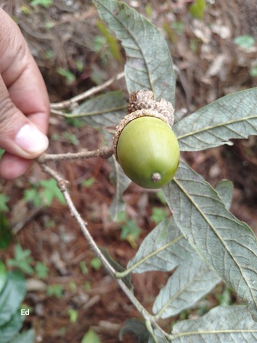 Quercus vicentensis