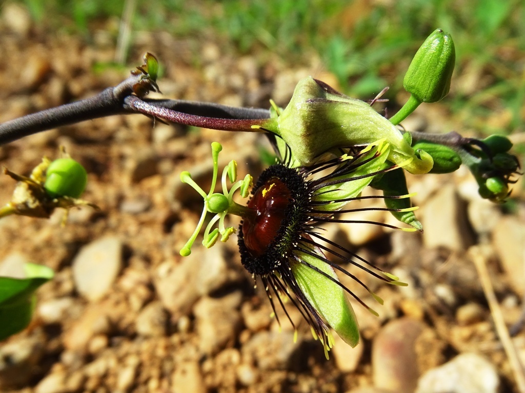 Passiflora xiikzodz
