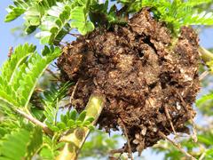 Crematogaster castanea durbanensis