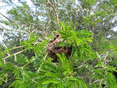 Crematogaster castanea durbanensis