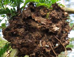 Crematogaster castanea durbanensis