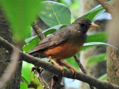 Turdus olivaceus pondoensis