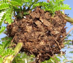 Crematogaster castanea durbanensis