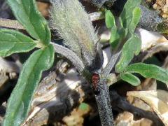 Crematogaster melanogaster