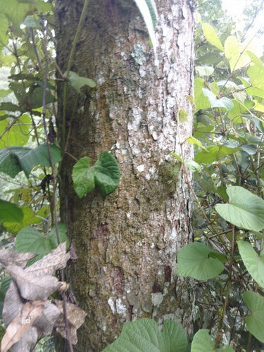 Quercus vicentensis