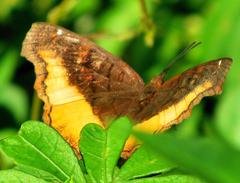 Eurytela dryope angulata