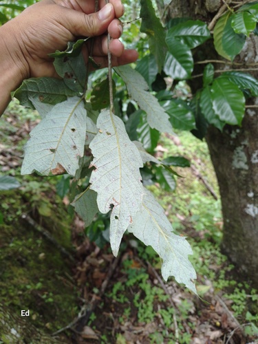 Quercus vicentensis