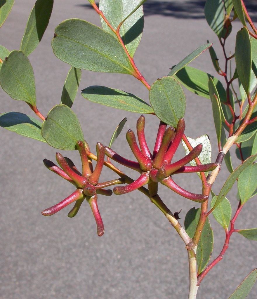 Eucalyptus retusa