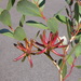 Eucalyptus retusa - Photo (c) Dean Nicolle, some rights reserved (CC BY-NC), uploaded by Dean Nicolle